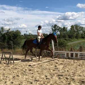 Horse tack: ISO HORSE TACK